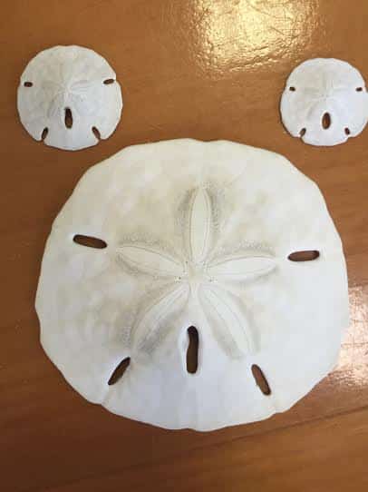 Dead Sand Dollars
