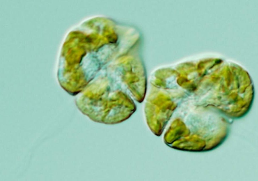 img-608ffcc9d2f5c968e0847d55