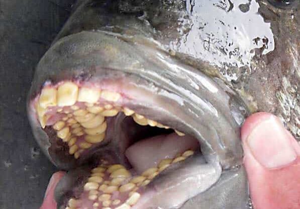 Sheepshead+teeth