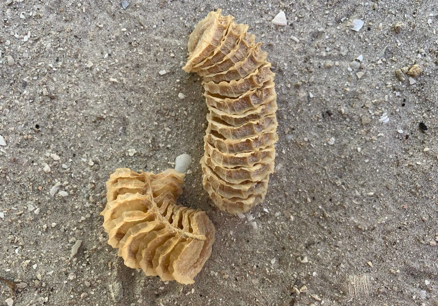 Egg Cases On Sand