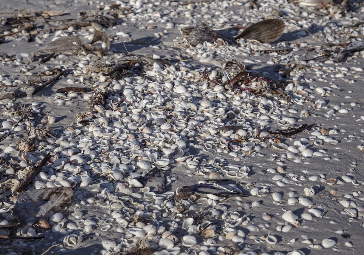 img-5bdc9b25562fa78f603dc453